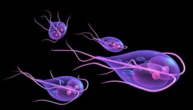 tipos de parásitos en el cuerpo humano