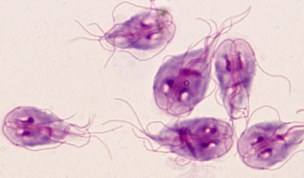 parásitos protozoarios Giardia en el cuerpo humano