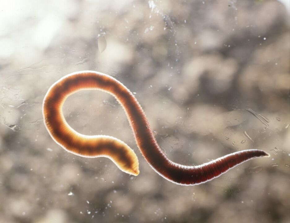 parásito del cuerpo humano