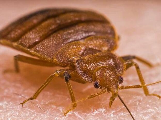 Un insecto bajo el microscopio un ectoparásito chupa sangre